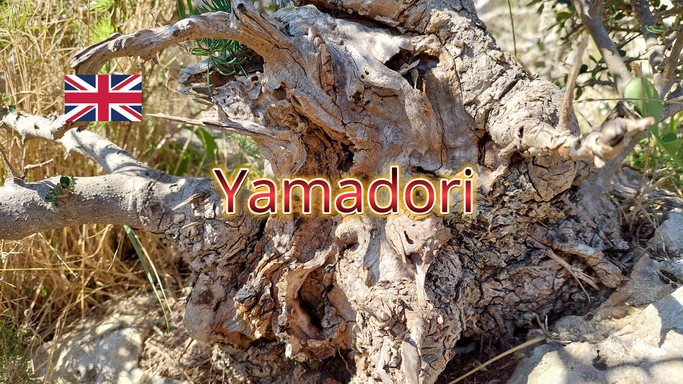 Book - Yamadori